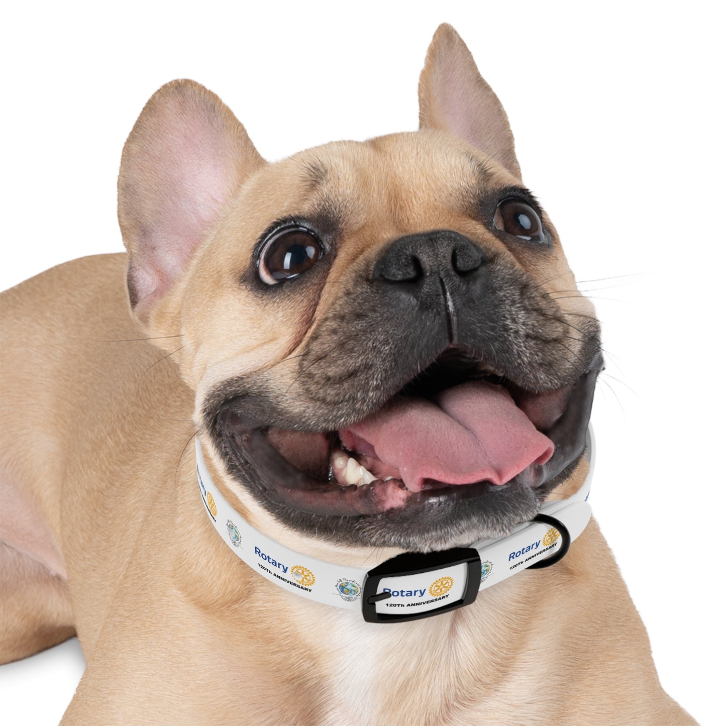 PET COLLAR